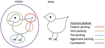 Prenatal and Early Postnatal Behavioural Programming in Laying Hens, With Possible Implications for the Development of Injurious Pecking